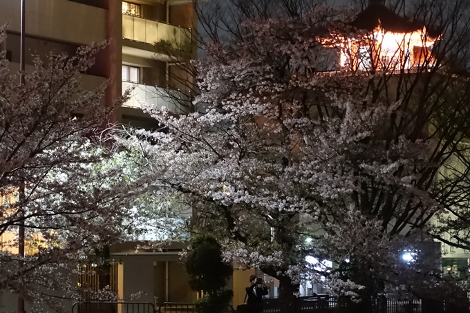 京都桜速報2018_17　No10