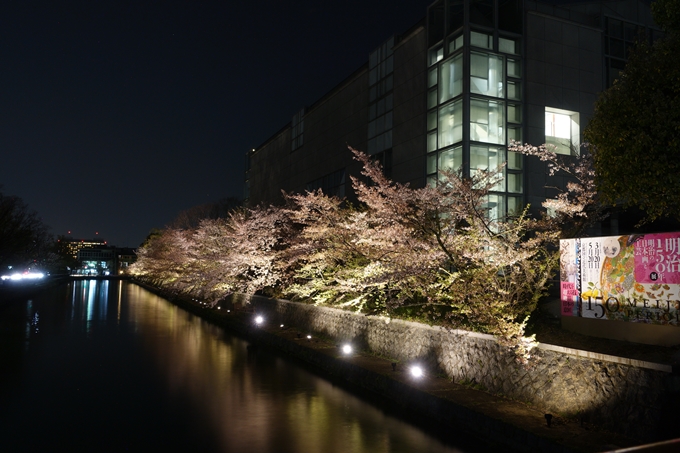 京都桜速報2018_17　No11