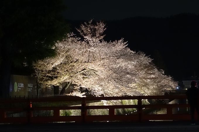 京都桜速報2018_17　No12