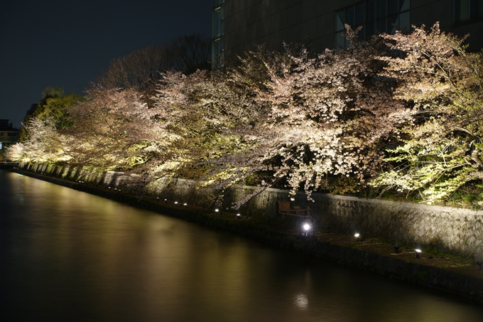 京都桜速報2018_17　No13