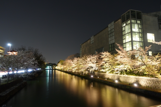 京都桜速報2018_17　No14