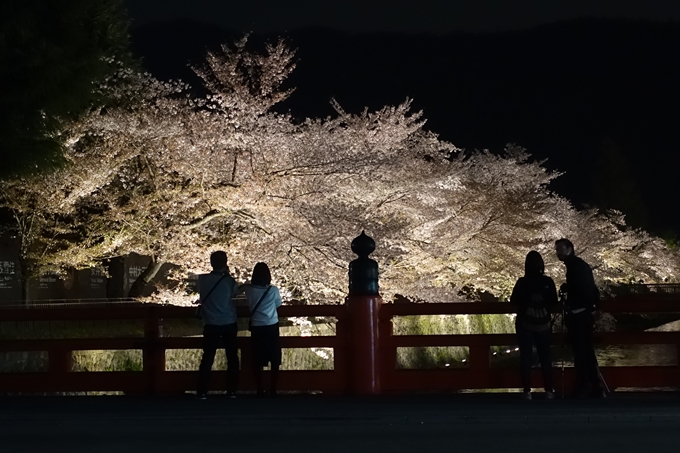 京都桜速報2018_17　No15