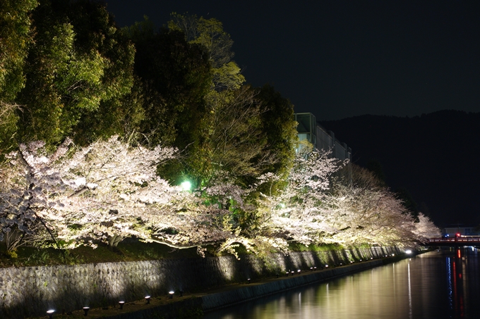 京都桜速報2018_17　No17