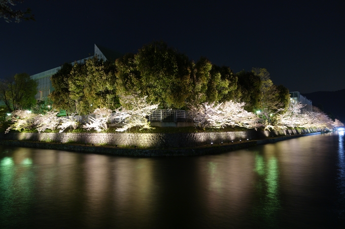 京都桜速報2018_17　No18