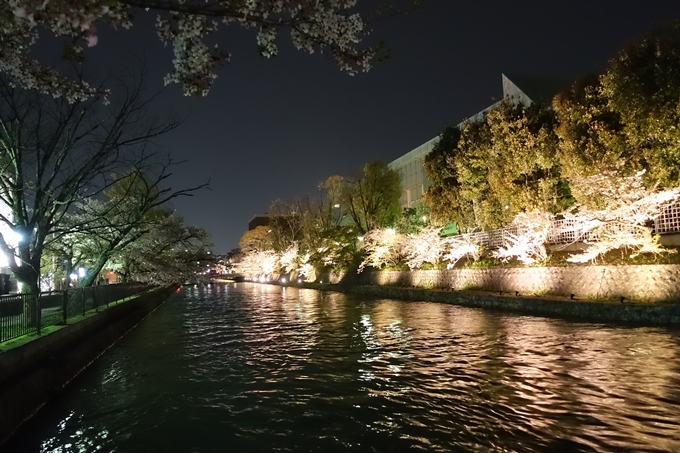 京都桜速報2018_17　No19