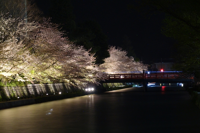 京都桜速報2018_17　No20