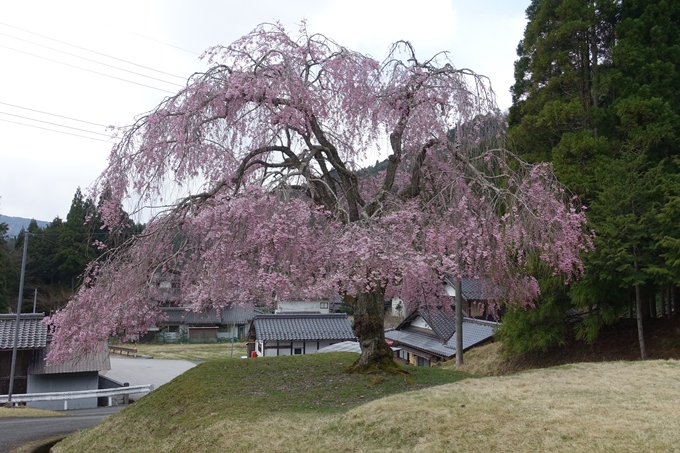 京都桜速報2018_23　No2