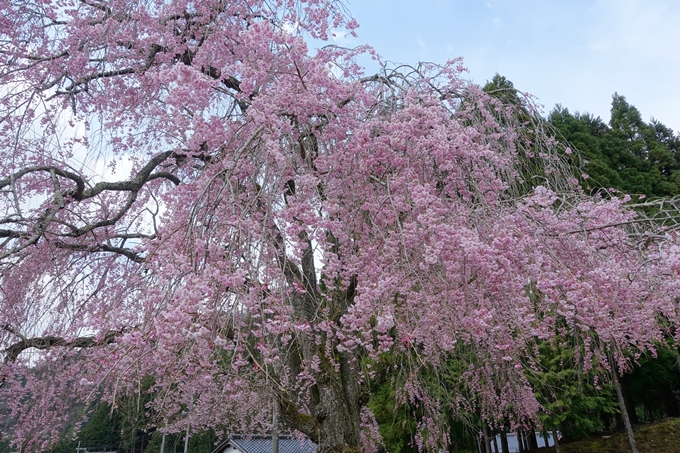 京都桜速報2018_23　No3