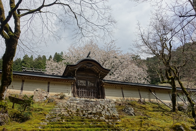 京都桜速報2018_23　No5