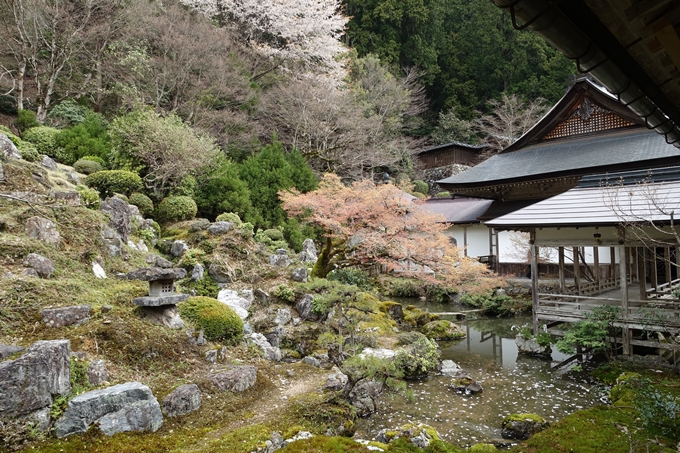 京都桜速報2018_23　No7