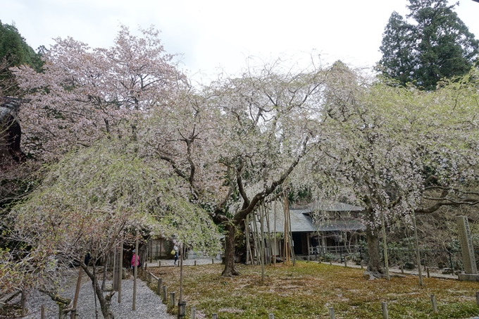 京都桜速報2018_23　No8