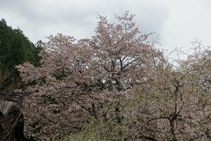 京都桜速報2018_23　No9