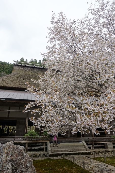 京都桜速報2018_23　No13