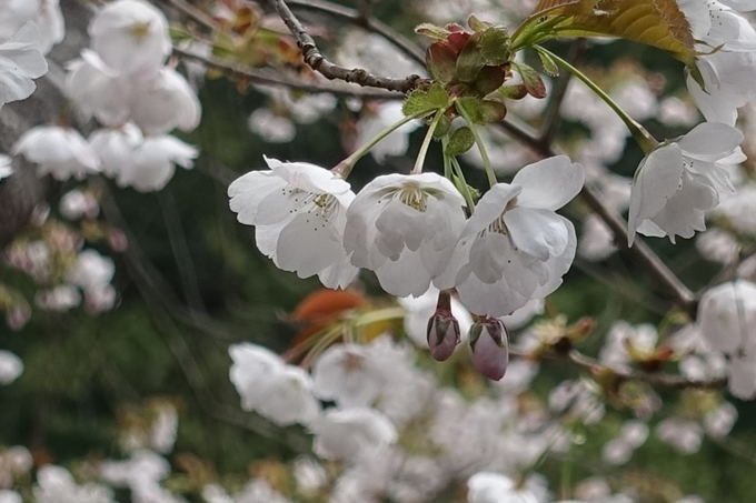 京都桜速報2018_23　No14