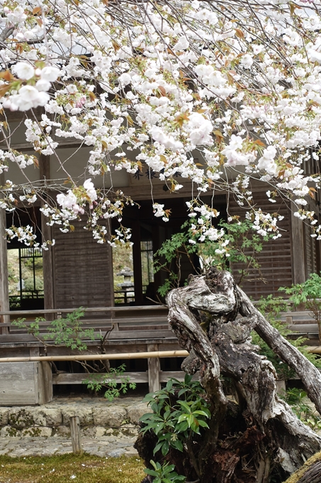 京都桜速報2018_23　No15