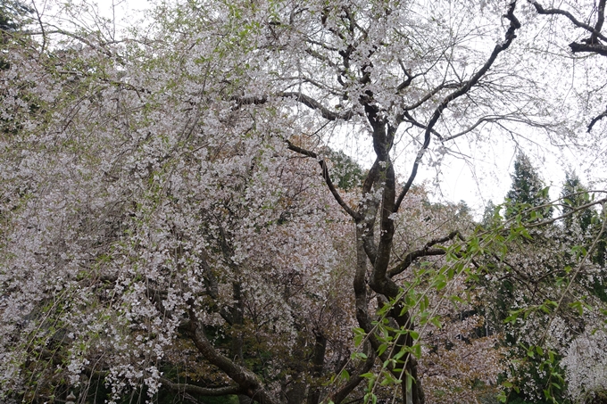 京都桜速報2018_23　No18