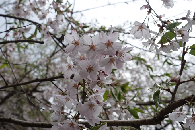 京都桜速報2018_23　No20