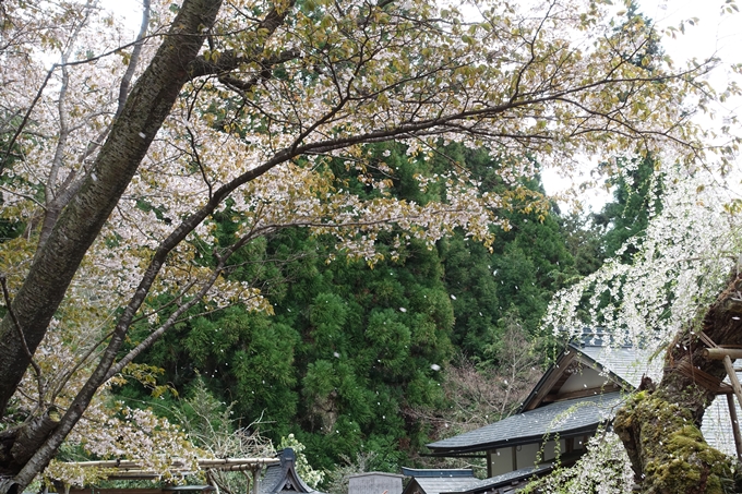 京都桜速報2018_23　No21