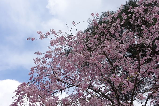 京都桜速報2018_23　No28