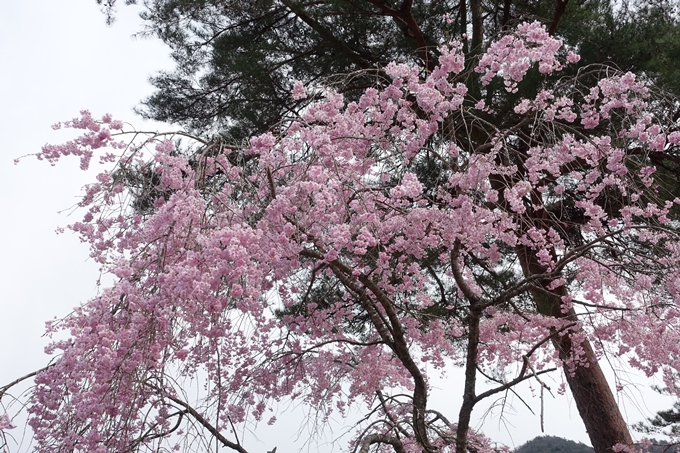 京都桜速報2018_23　No29