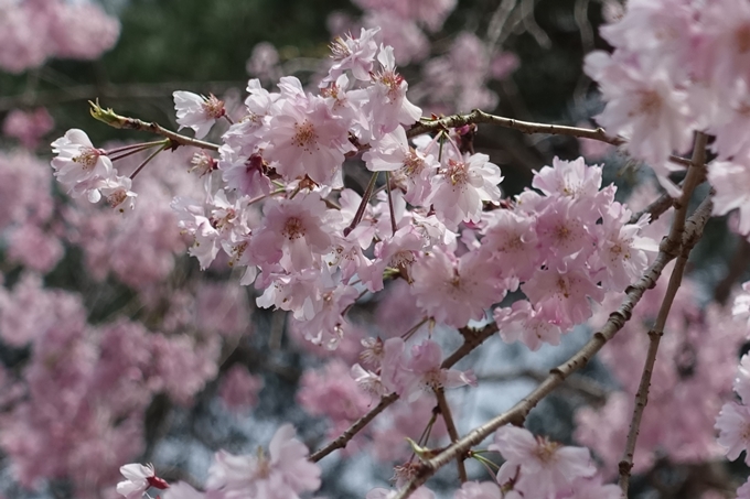 京都桜速報2018_23　No30