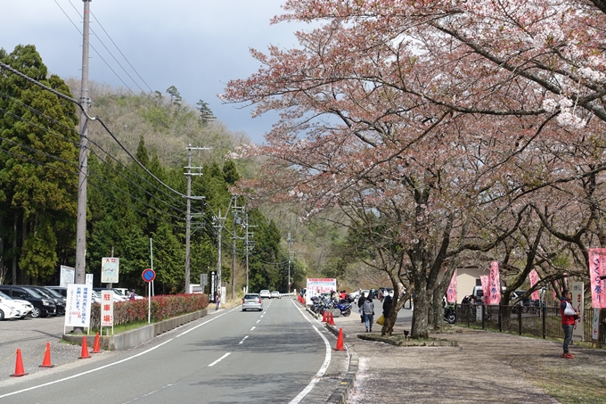 京都桜速報2018_23　No22