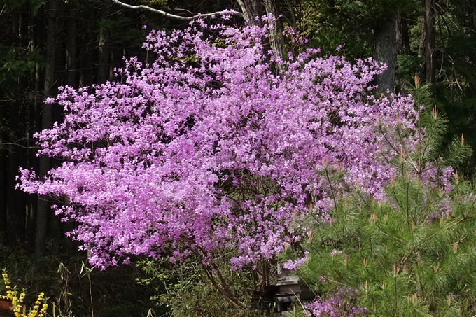 京都桜速報2018_23　No31