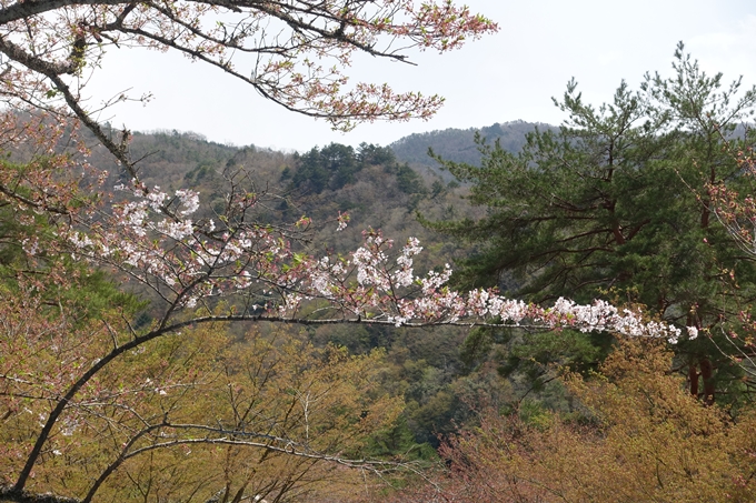 京都桜速報2018_23　No27