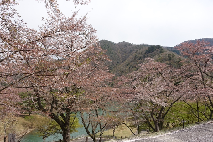 京都桜速報2018_23　No25