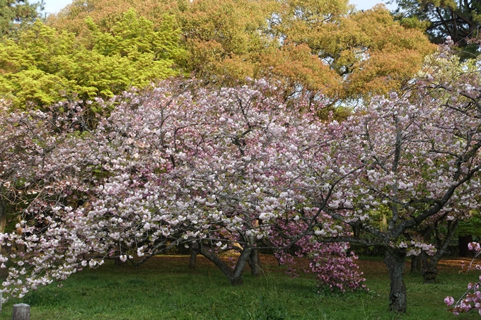 京都桜速報2018_24　No6