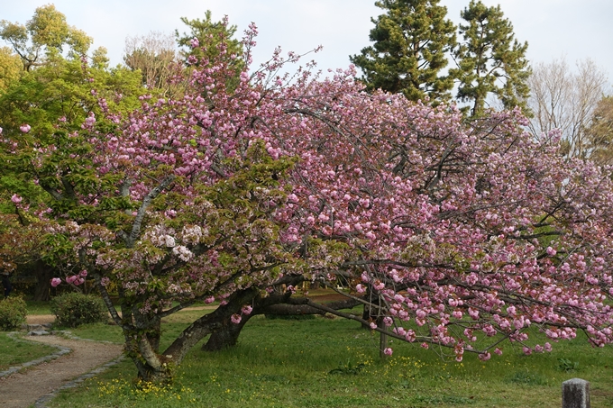 京都桜速報2018_24　No7