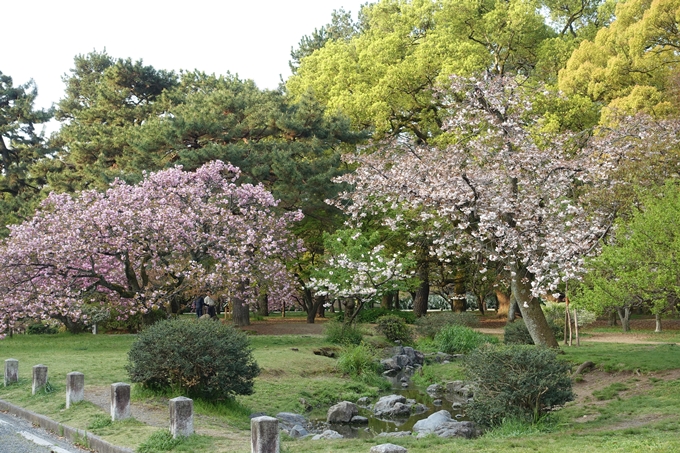 京都桜速報2018_24　No9