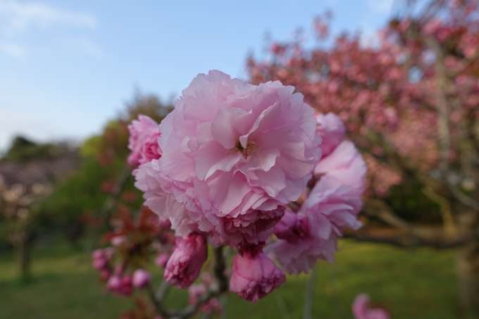 京都桜速報2018_24　No12