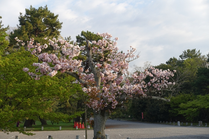 京都桜速報2018_24　No13