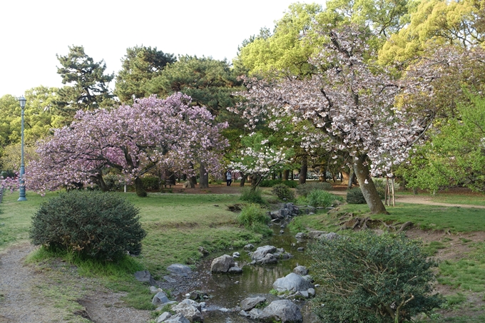 京都桜速報2018_24　No14