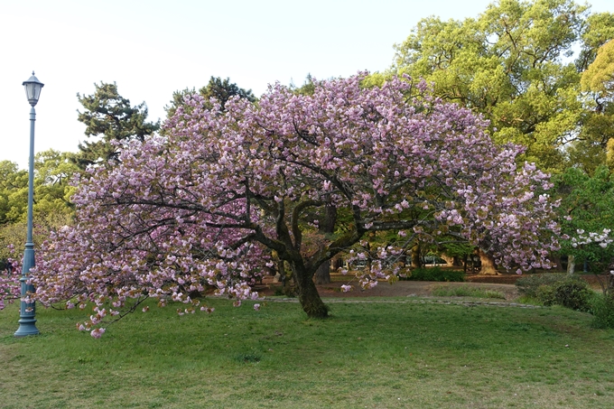 京都桜速報2018_24　No15