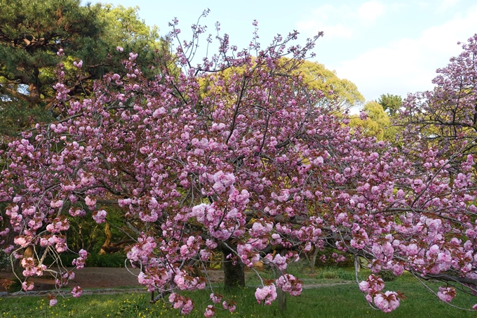 京都桜速報2018_24　No16