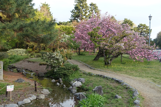 京都桜速報2018_24　No17