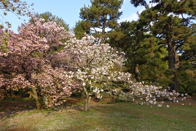 京都桜速報2018_24　No18