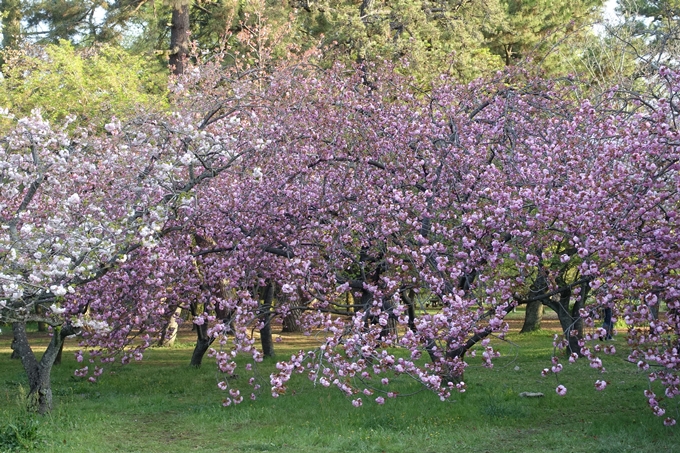 京都桜速報2018_24　No19