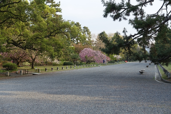 京都桜速報2018_24　No3