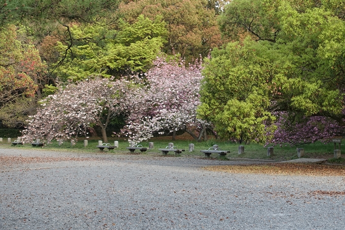 京都桜速報2018_24　No4