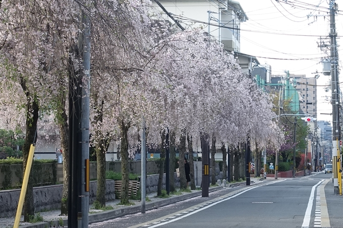 京都桜速報2018_24　No20