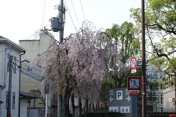 京都桜速報2018_24　No22