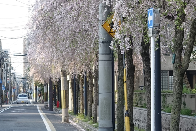 京都桜速報2018_24　No23