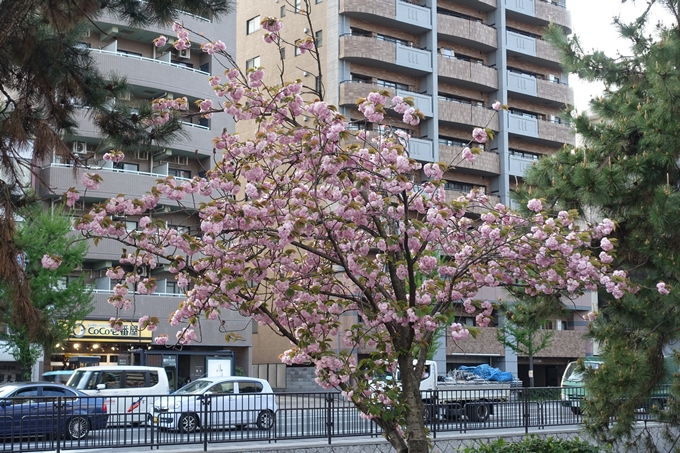 京都桜速報2018_25　No3