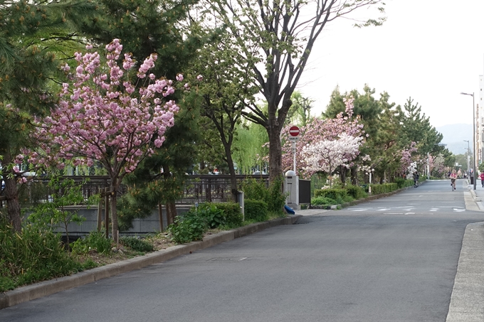 京都桜速報2018_25　No4