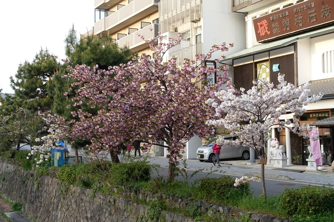 京都桜速報2018_25　No5