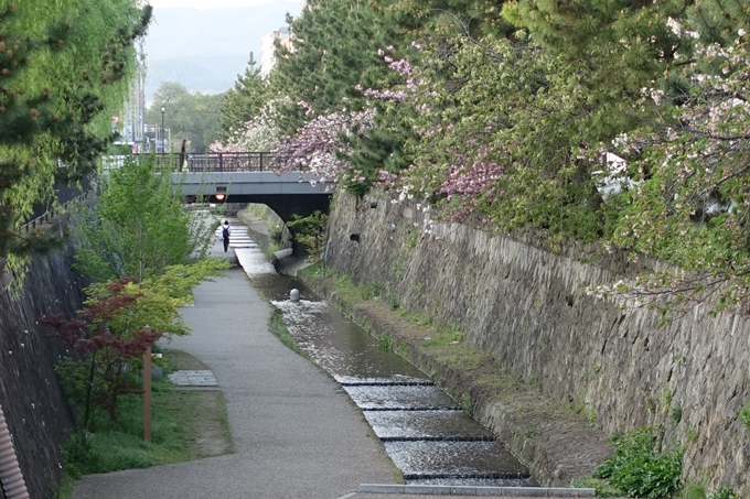 京都桜速報2018_25　No6