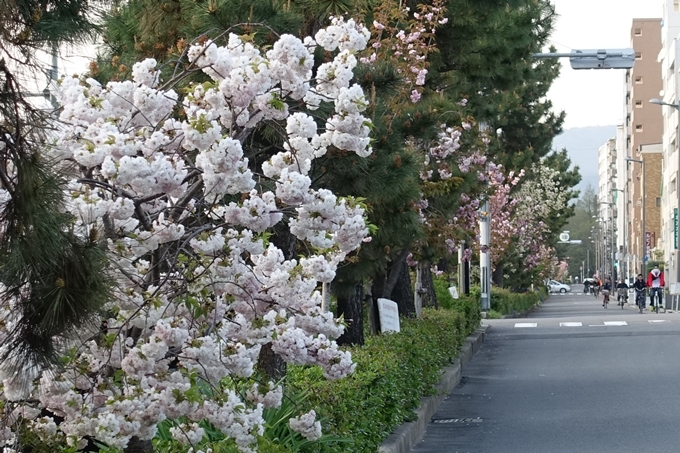 京都桜速報2018_25　No7